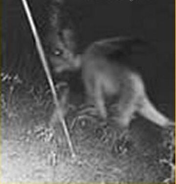 The Jersey Devil cryptid with bat-like wings and hooved feet, legendary creature from New Jersey folklore, haunting the Pine Barrens