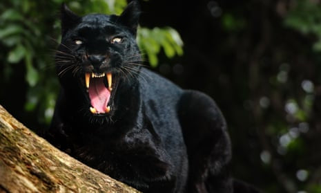 The beast of Cumbria cat sighting
