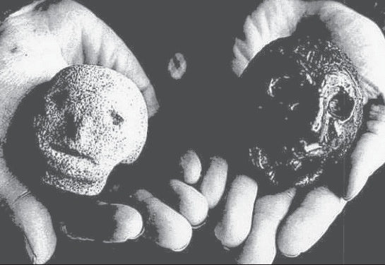 Black and white photograph showing two hands holding the Hexham Heads, small carved stone heads with crude facial features, one light-colored and one dark-colored.