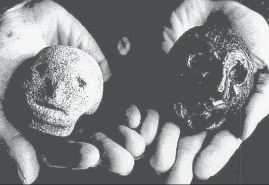 Black and white photograph showing two hands holding the Hexham Heads, small carved stone heads with crude facial features, one light-colored and one dark-colored.